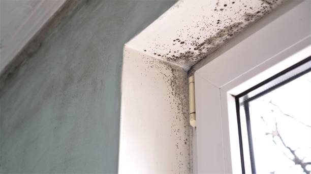 Best Crawl Space Mold Removal  in Latimer, MS