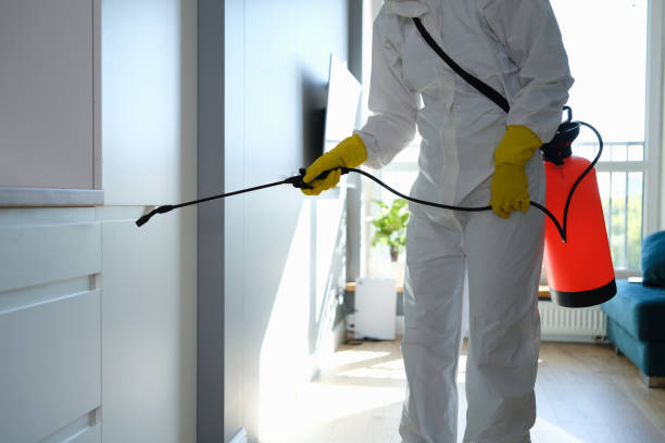 Best Same-Day Mold Removal  in Latimer, MS
