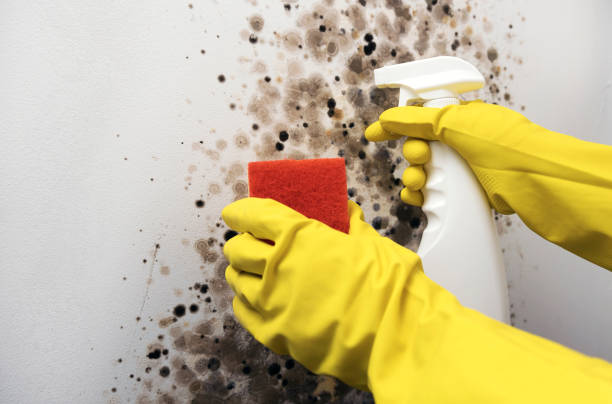 Best Mold Remediation  in Latimer, MS