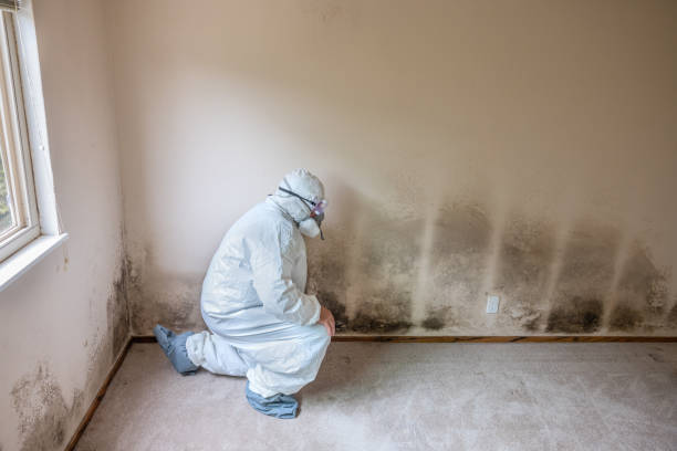 Best Toxic Mold Removal  in Latimer, MS