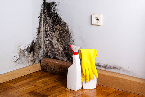 Best Office Mold Removal Services  in Latimer, MS