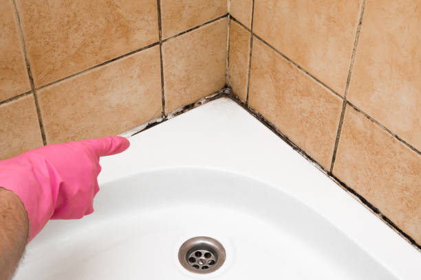 Best Mold Damage Repair  in Latimer, MS